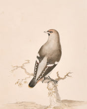 Load image into Gallery viewer, 18th.Century Natural History Watercolour The Waxwing
