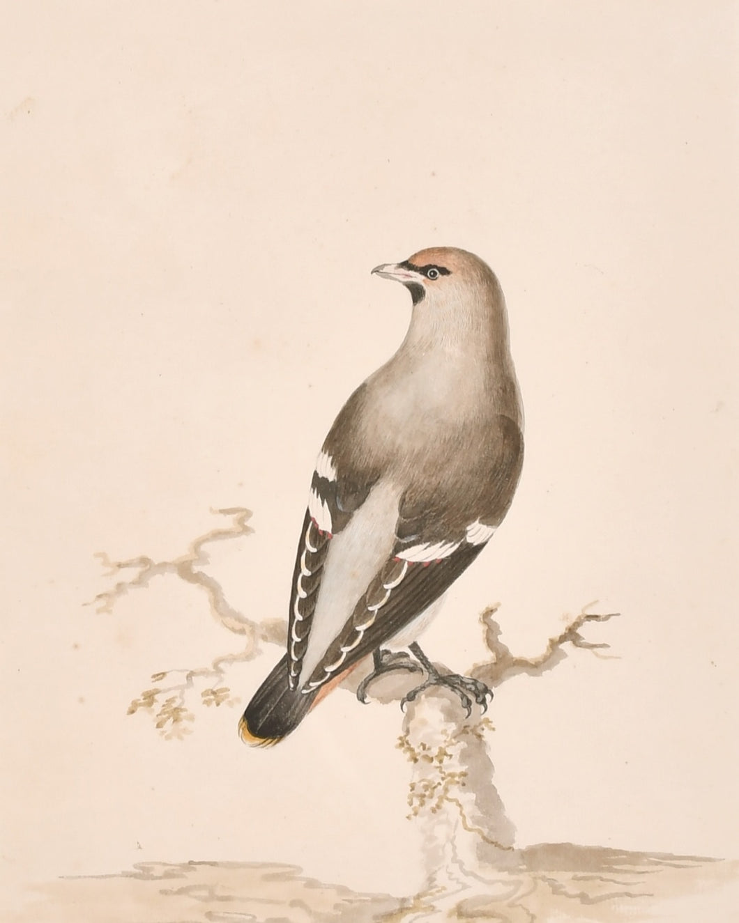 18th.Century Natural History Watercolour The Waxwing